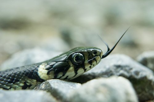 Ardennes : elle trouve un serpent pendant qu'elle conduit... voici ce qu'il faut faire si cela vous arrive