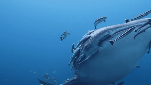 Philippines : les requins-baleines, une espèce en danger