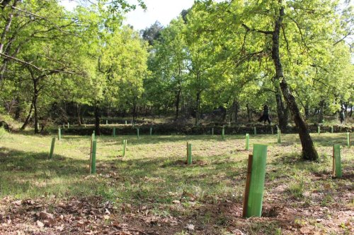 Une cryptomonnaie finance la plantation d'arbres en Ardèche
