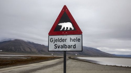 Norvège : une touriste française blessée par un ours blanc dans l'archipel du Svalbard