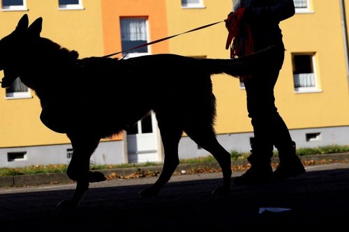 Mordu par deux chiens, un enfant de trois ans hospitalisé dans le Gard
