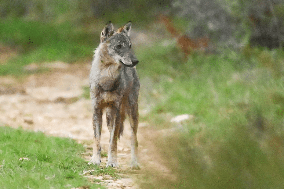 "Il fixait le chat et ses croquettes" : en plein repas, une famille aperçoit un loup affamé qui pénètre sur la terrasse