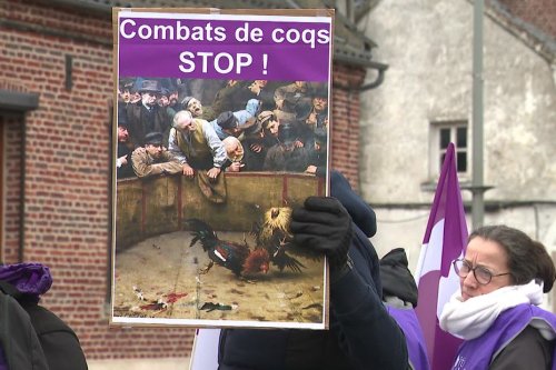 "Ils subissent d’horribles mutilations" : le parti animaliste s’oppose à la tenue d'une trentaine de combats de coqs
