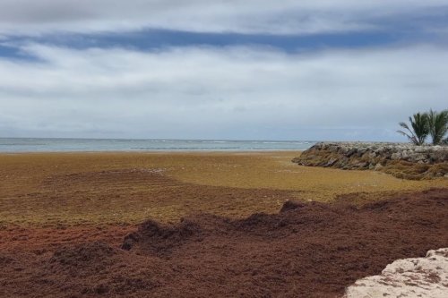 Ramassage des sargasses en Guadeloupe : une course contre la montre pour éviter des répercussions sanitaires