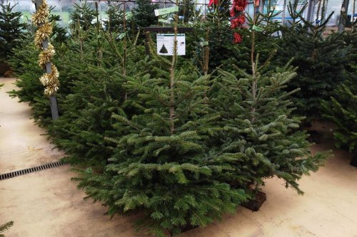 CONSEILS. Nordmann ou épicéa, comment prendre soin de votre sapin ou fabriquer votre propre arbre de Noël ?
