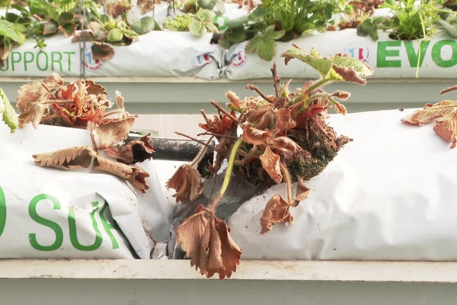 « Il est très facile de mettre du désherbant dans la cuve » : 9000 fraisiers morts mystérieusement sous serre, les producteurs suspectent un empoisonnement massif