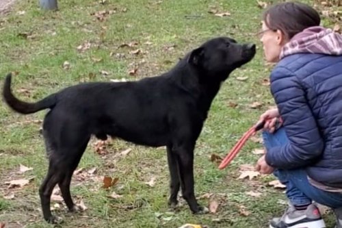 "Prête à tout" pour sauver un chien errant menacé d'euthanasie, elle se bat pour l'adopter