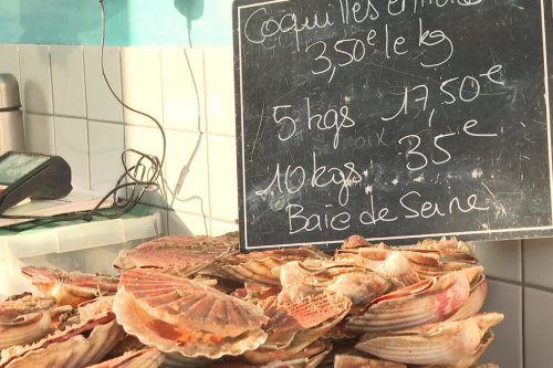 Bon plan : les coquilles Saint-Jacques à 1,50 euro le kilo, c'est le moment de vous faire plaisir !