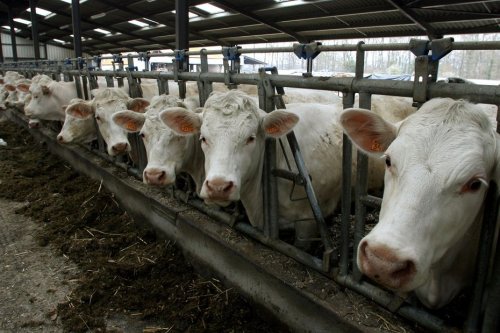 200 cadavres de bovins dévorés par des porcs abandonnés : la ferme de l'horreur en Saône-et-Loire