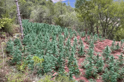 VIDÉO. Trafic de drogue. Ils déboisent une partie de forêt pour y installer une grande plantation de marijuana, les trafiquants arrêtés
