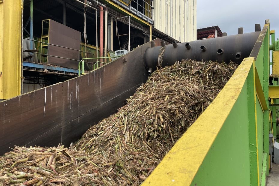 Campagne sucrière 2025 en Guadeloupe : Gardel ne fabriquera pas de sucre bio cette année