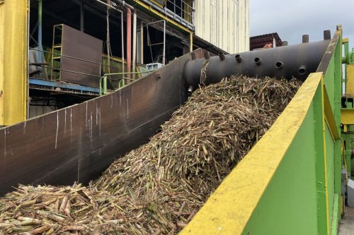Campagne sucrière 2025 en Guadeloupe : Gardel ne fabriquera pas de sucre bio cette année