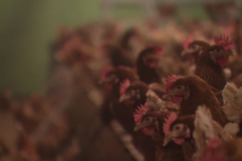 Grippe aviaire : les volailles confinées, une mesure contestée en Haute-Vienne