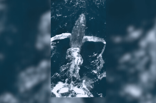 VIDÉO. Une incroyable rencontre avec une baleine à bosse au large des côtes : "un moment de vie sauvage puissant, dingue à observer"