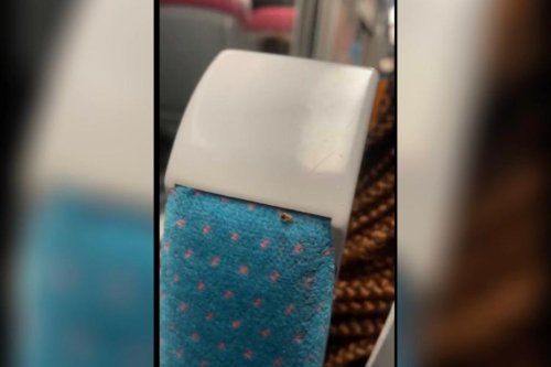 Une punaise de lit filmée dans le train entre Paris et Lille-Flandres : ce que l'on sait sur cette vidéo virale