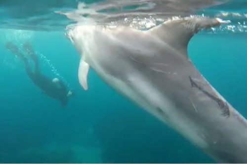 Nager avec les dauphins est interdit : trois entrepreneurs de la Côte d'Azur condamnés à des amendes pour "perturbation volontaire d'espèce protégée"