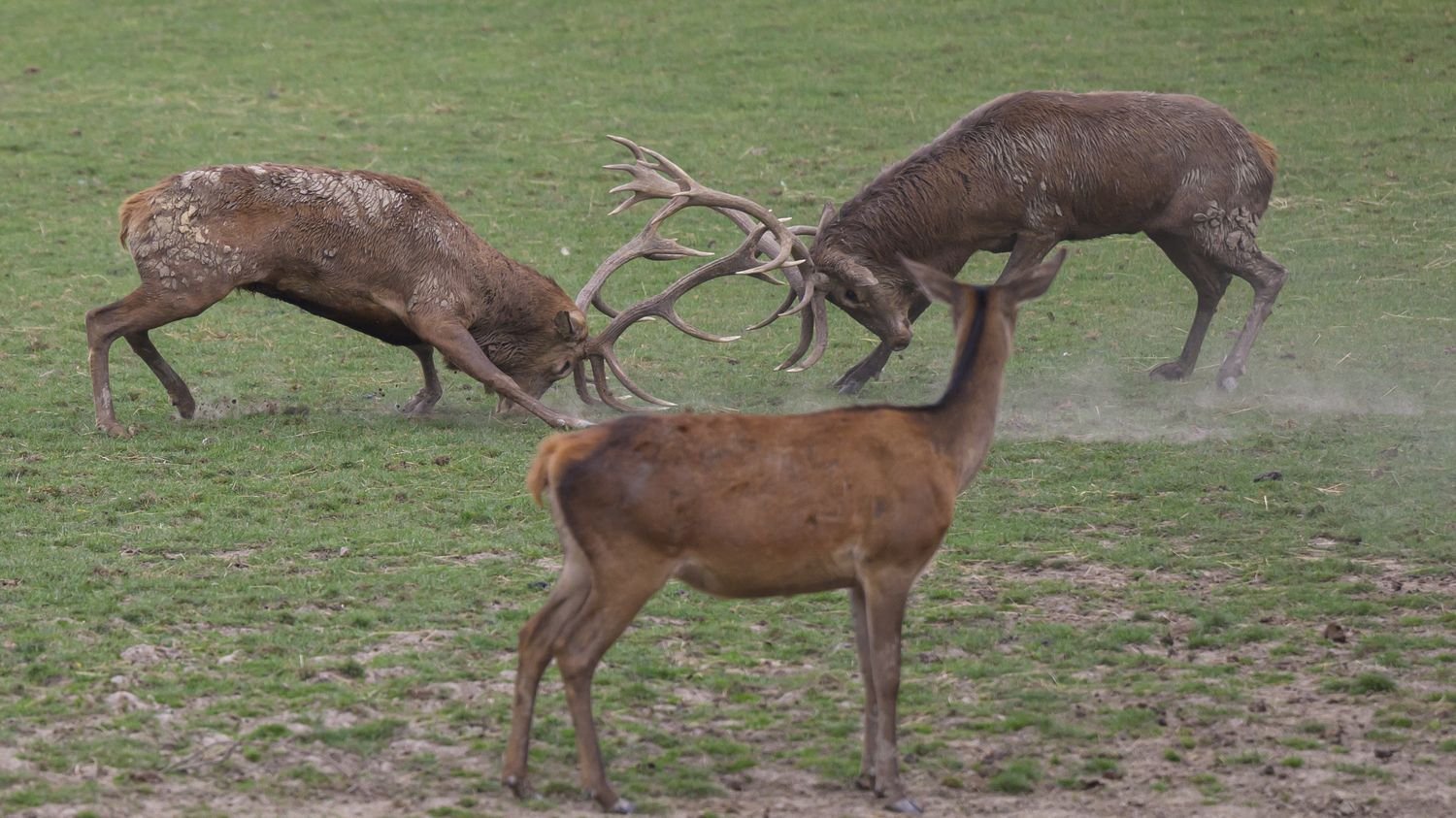 : Reportage « C’est déjà largement suffisant » : dans le Haut-Rhin, des chasseurs veulent tuer moins de cerfs et de daims