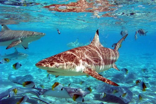 Nouvelle morsure de requin à Bora-Bora