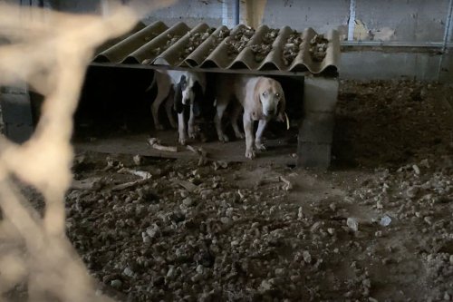Vie de chiens de chasse : l'association One Voice dénonce des "conditions indignes" pour une dizaine d'animaux en Lot-et-Garonne