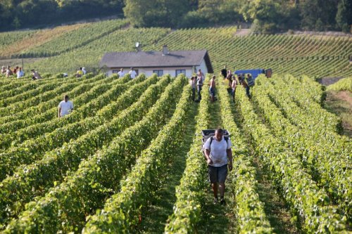 Les Climats du vignoble de Bourgogne célèbrent leurs sept ans au patrimoine mondial de l’UNESCO
