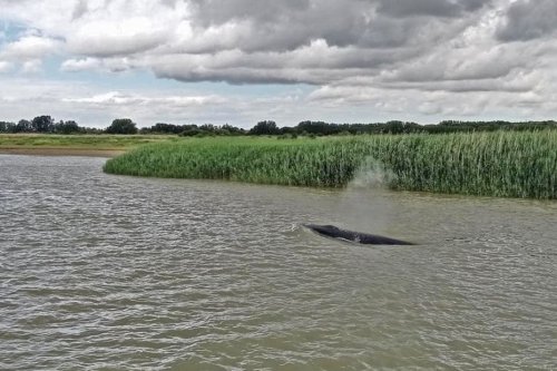 Insolite : une baleine aperçue dans la Seine