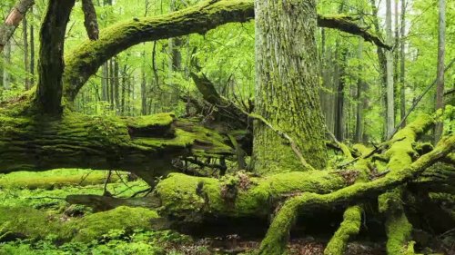                   Voyage au cœur de Bialowieża, la dernière forêt primaire d'Europe, intacte depuis près de 12 000 ans