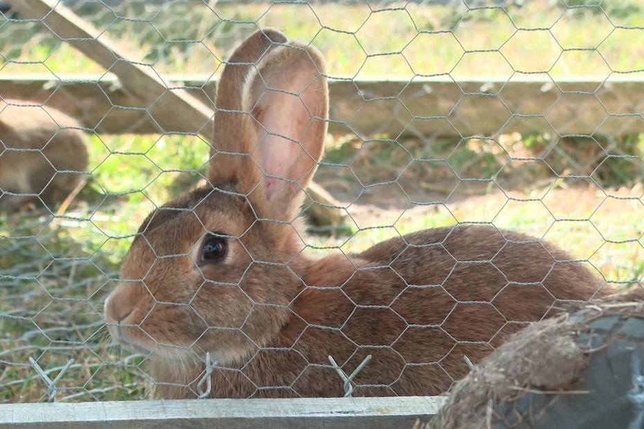 “Les lapins sont petits, maniables et calmes : ça change des vaches” : elle est la seule éleveuse de lapins bio du Cantal