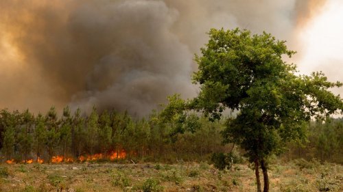 Incendies : les émissions de CO2 liées aux feux de forêt en France ont battu leur record estival en 2022