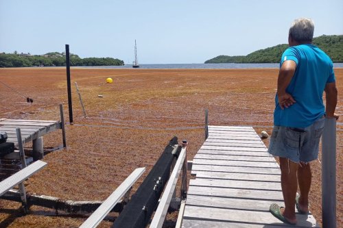 Les algues sargasses mettent en péril l’activité des aquaculteurs de Martinique