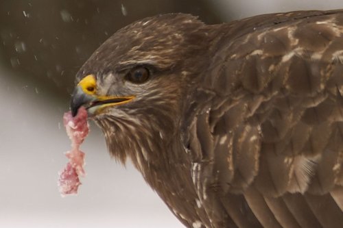 Des animaux protégés empoisonnés en pleine nature, "il y a une volonté de créer des dégâts"