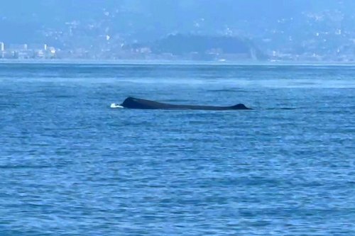 VIDEO. Ils partent à la pêche et croisent un cachalot au large de Cagnes-sur-Mer