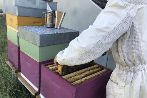 Installer des ruches... en ville : le défi d'Apicyclette à Dijon pour sensibiliser à l'importance des abeilles