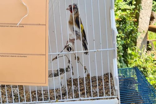 Des oiseaux protégés découverts dans des cages lors d'une opération de gendarmerie dans le Calvados