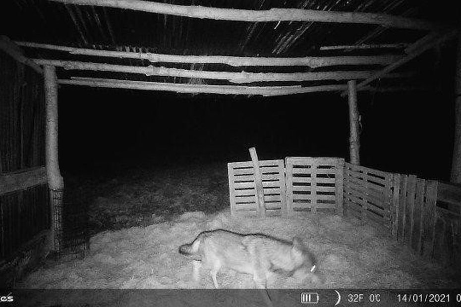Trois troupeaux de brebis attaqués, un loup rôde-t-il dans la baie du Mont-Saint-Michel ?