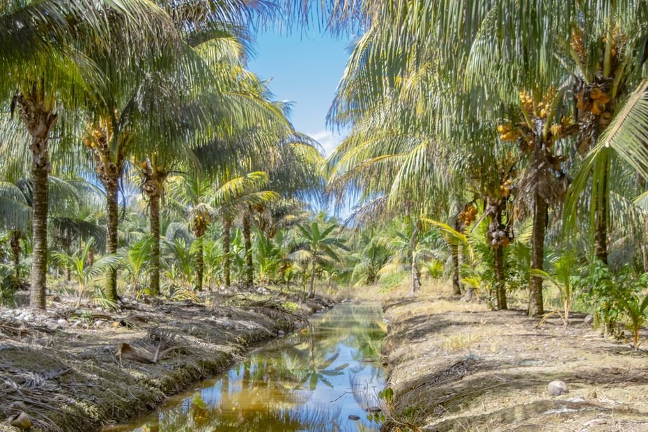 Barbuda mise sur la noix de coco et les arachides pour relancer sa production agricole