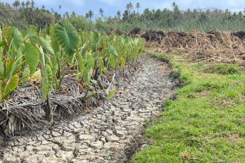 La sécheresse sévit durement à Rimatara depuis le mois de juillet