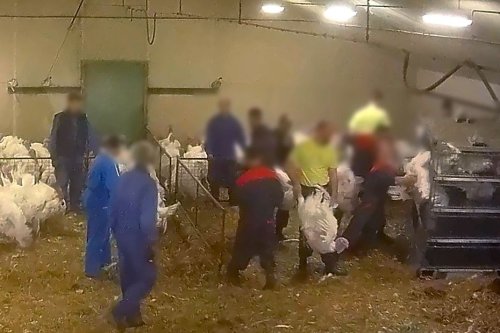 VIDEO. "Des dindons enfoncés à coups de pied dans des cages", L214 dénonce un nouveau scandale dans un élevage