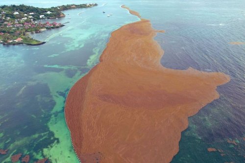 Algues sargasses en Martinique : arrivée encore plus massive dans les prochains jours