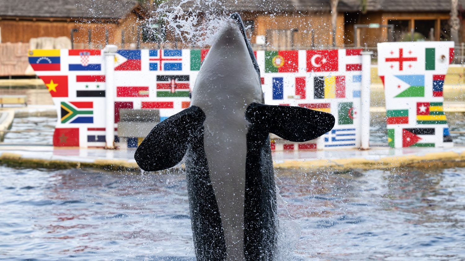 Marineland d'Antibes : la ministre Agnès Pannier-Runacher annonce le transfert des deux orques "mi-avril" en raison de l'état dégradé des bassins et du départ des soigneurs
