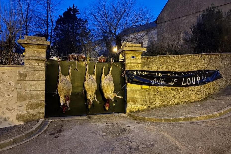 « À chaque fois, c’est le loup qui gagne” : excédés, des agriculteurs suspendent des cadavres de brebis devant une sous-préfecture