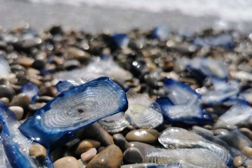 "Gélatineuses", "mal odorantes" : des tractopelles à la rescousse pour évacuer ces étranges cousines violettes des méduses qui s'échouent sur nos plages