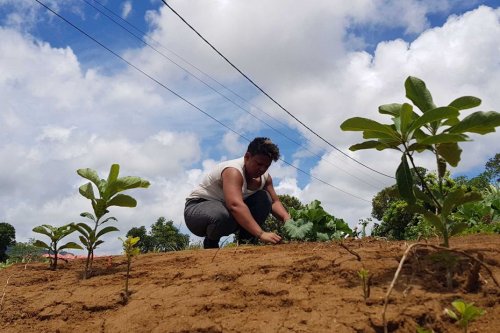 Sécheresse à La Réunion : la souffrance d’une agricultrice de l’Est