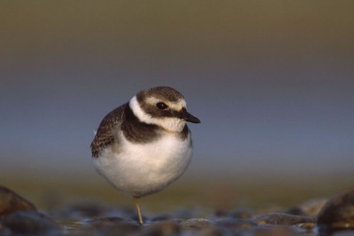 Climat : les oiseaux à l'épreuve de la sécheresse