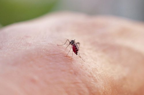 "C'est l'enfer, on est piqué du matin au soir" : invasion exceptionnelle de moustiques en Charente-Maritime