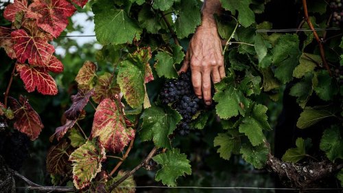 Œnologie : "Le millésime 2022 va être excellent", assure le co-auteur du guide des vins Bettane et Desseauve