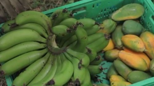 Agriculture : la Sicile se met aux fruits exotiques !