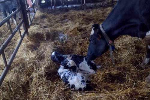 "C'est la première fois que je vois ça" : une vache donne naissance à des triplés