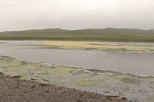 Le grand barachois à Miquelon, une fois de plus confronté à la prolifération d'algues