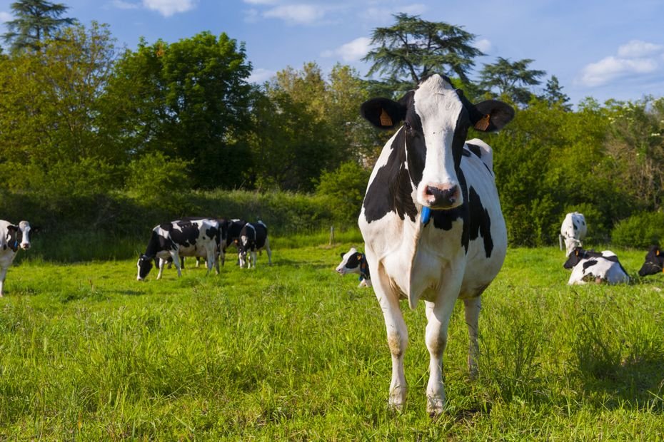 Maltraitance animale. L’agriculteur endetté tentait de sauver sa ferme, mais laissait ses bêtes « dans un mélange de bouse et d’urine »
