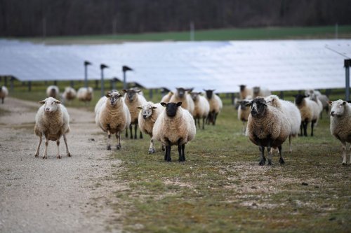 Des moutons sous les panneaux solaires ? Un futur parc agrivoltaïque dans le Jura, les défenseurs de l'environnement aux aguets